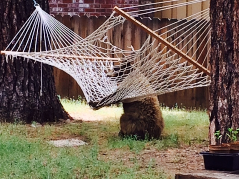 Illustration for article titled EXCLUSIVE BEAR PICTURES: Bear In A Hammock, Bear By A Trash Can